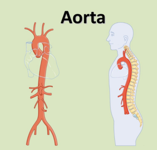 aorta