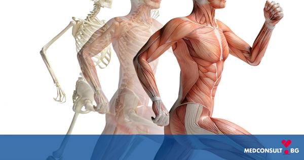 Как да поддържаме костите, ставите и мускулите си здрави