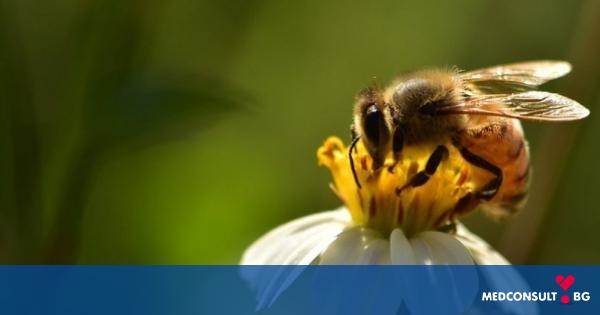 Ужилване от стършел, пчела или оса: ето какво да направите