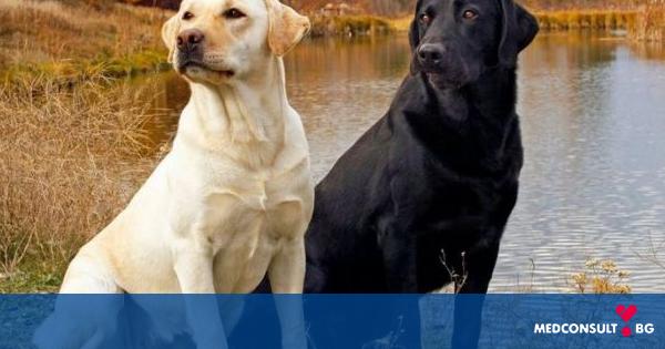 Кучетата надушват тумори при хората