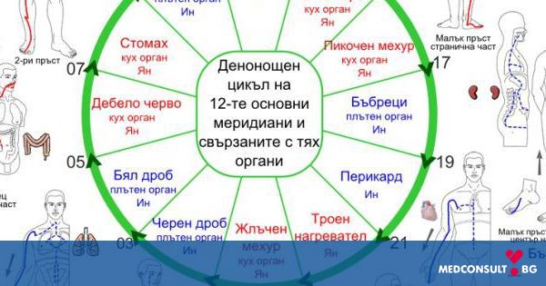 Меридианите в човешкото тяло и тяхната активност по часове