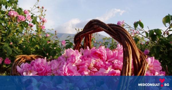 Розите в традиционната българска медицина